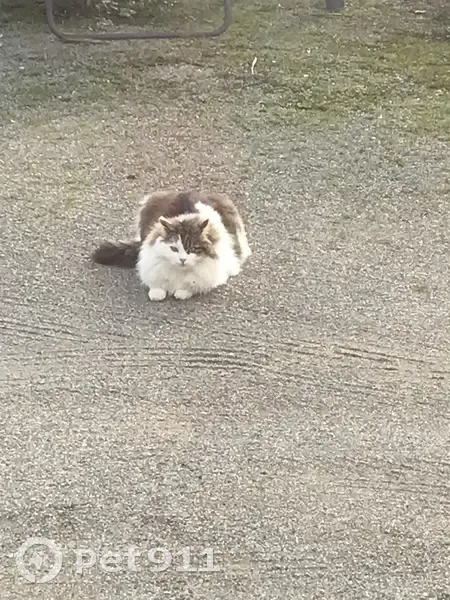Pépère, chat pucé, perdu à Béligneux - photo