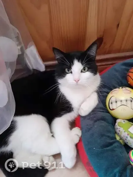 Chat perdu à Wecolsheim 68600 - photo