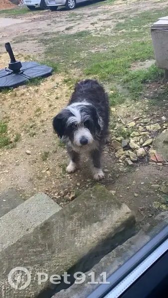 Chien de taille moyenne trouvé - photo