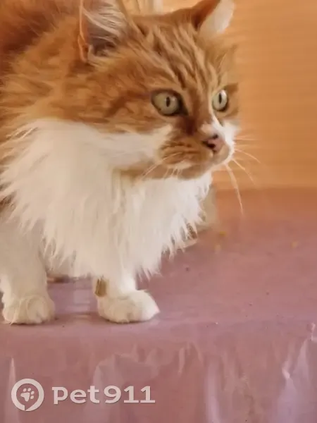 Chatte rousse/blanche perdue - photo