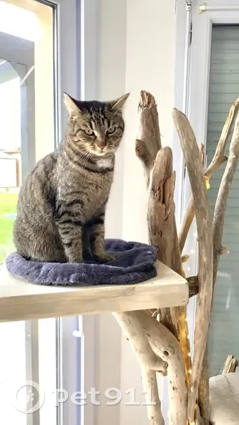 Chat tigré disparu à Foëcy - photo