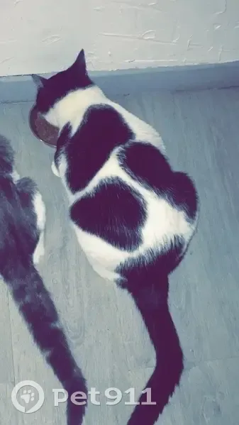 Chat noir et blanc perdu à Billy-Berclau - photo