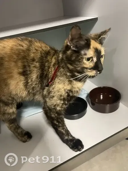 Chatte écaille perdue, collier rouge - photo