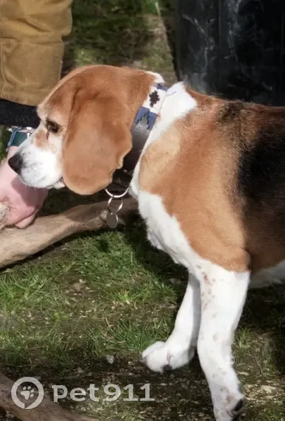 Perdue: Beagle Josie à Écuillé - photo