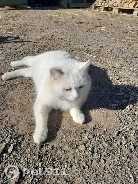 Chat blanc dodu perdu à Dalou - photo