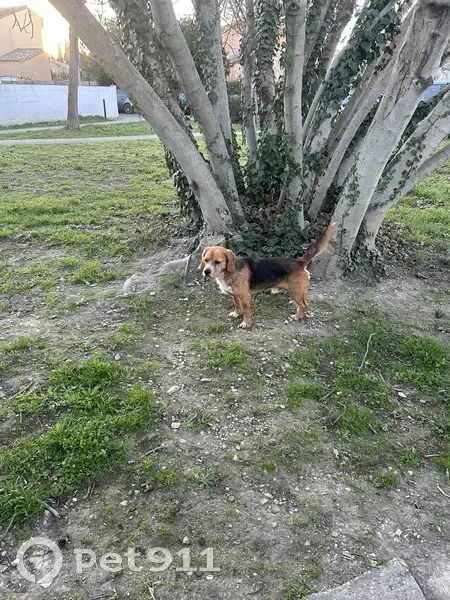 Chien croisé beagle trouvé à Nîmes - photo