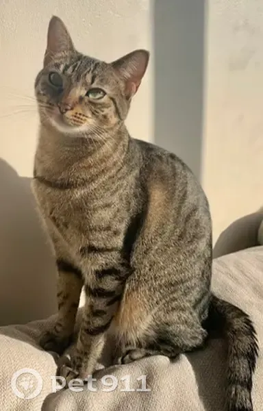 Chatte Minette tigrée perdue à Étréchy - photo