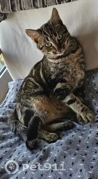 Chatonne tigrée trouvée à Thiais - photo