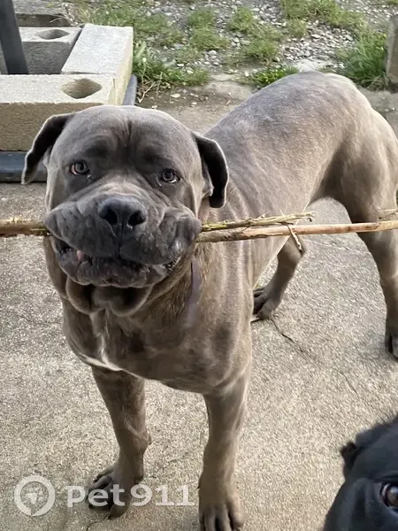 Chien Cane Corso perdu à Denazé - photo
