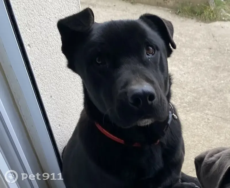 Chien beauceron perdu à Denazé - photo
