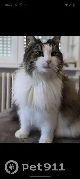 Chatte Norvégienne perdue à Kembs - photo