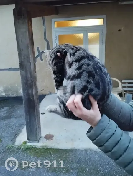 Chat blessé trouvé à Monblanc - photo