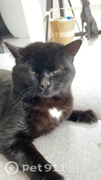 Chat noir perdu à Bréville - photo