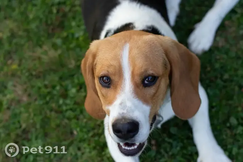 Alerte: Beagle perdu près de Polliat - photo