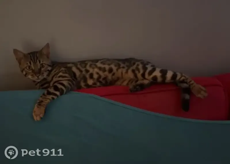 Chat Bengal perdu, griffé au nez - photo