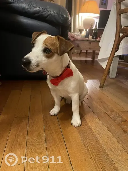 Chien Jack Russell perdu au Revard - photo