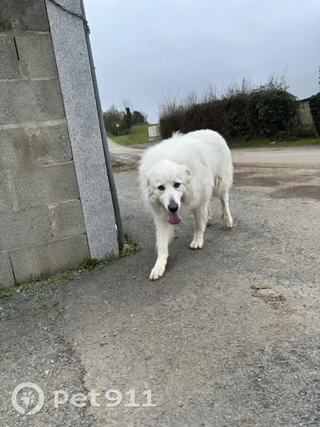 Chien blanc craintif trouvé à Buxerolles - photo