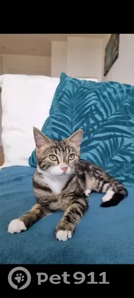 Chat perdu à Hyères, 3 ans - photo
