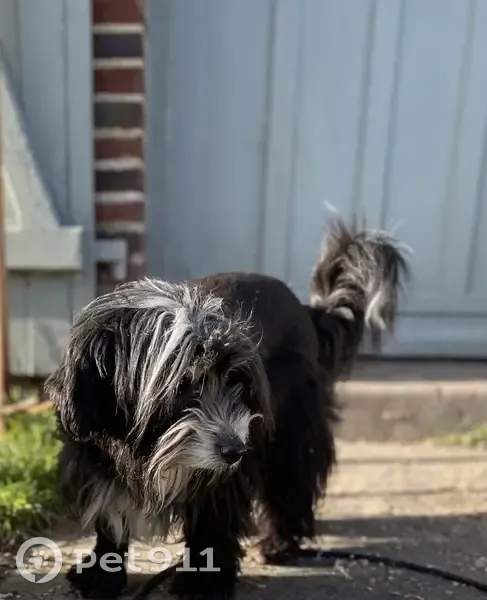 Chienne sourde perdue - Bellême - photo