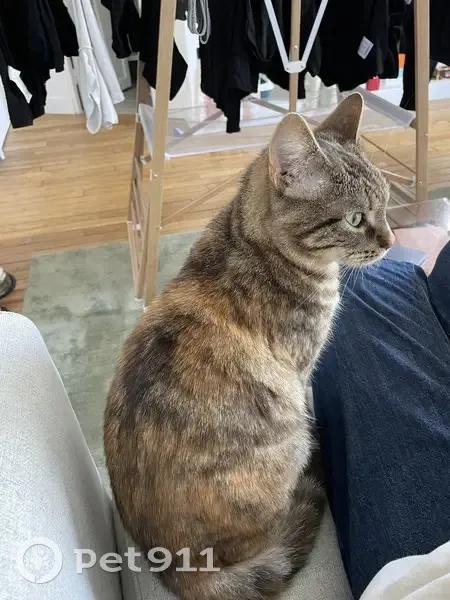 Chatte rousse perdue - Paris - photo