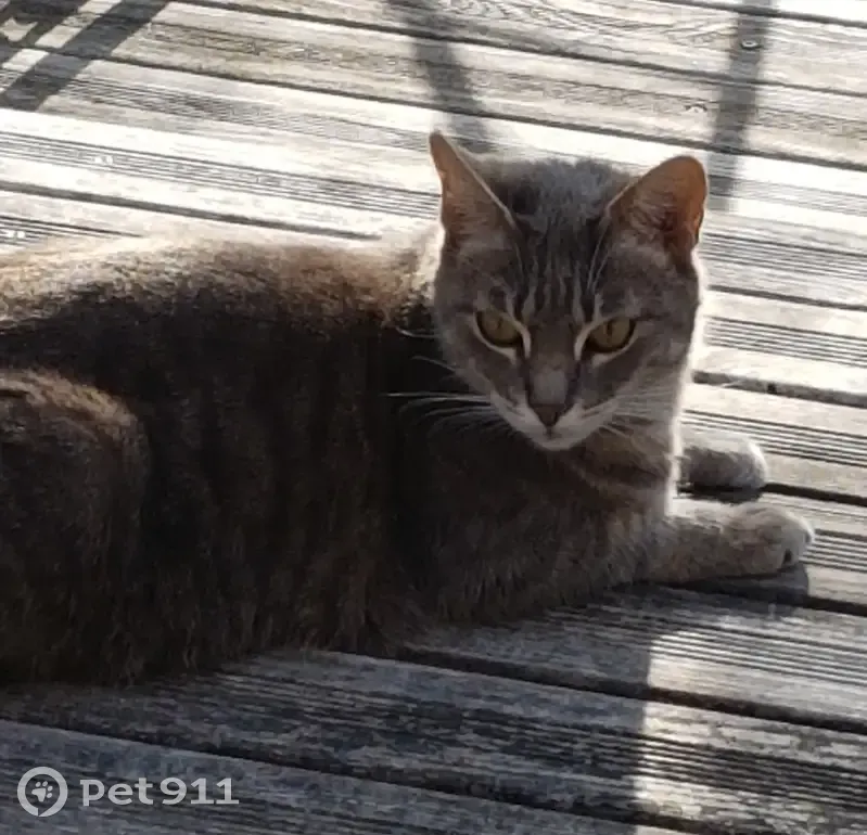 Chat gris tigré perdu à Lombron - photo