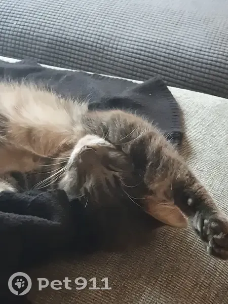Tiki, chat tigré perdu à Clohars - photo