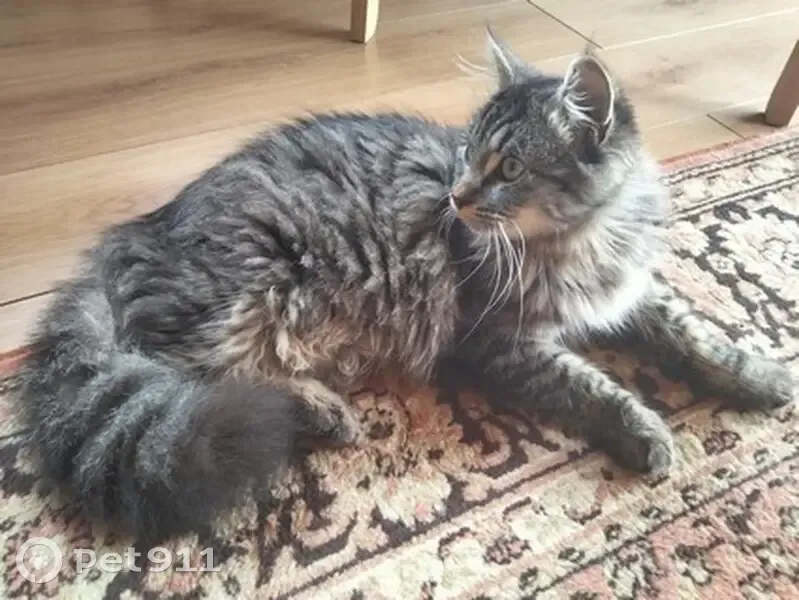 Chaton tigré trouvé à Salvagnac - photo