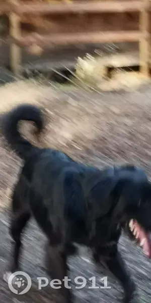 Chien perdu à Villanière retrouvé - photo