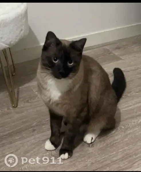 Chat siamois Bueno perdu - photo