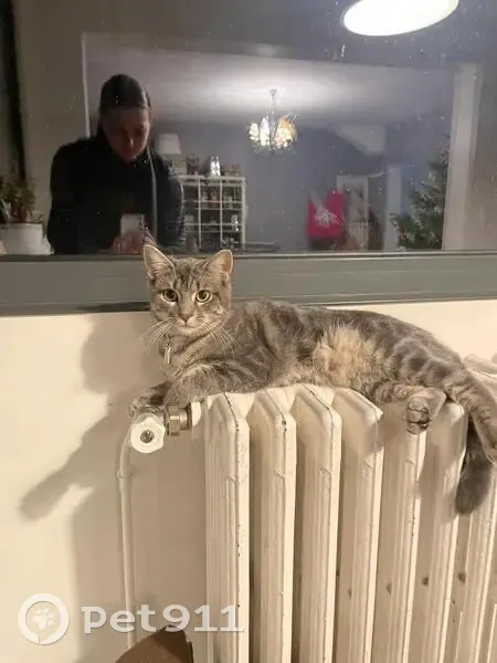 Chaton gris tigré perdu à Versailles - photo