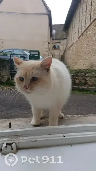 Chat crème retrouvé à Carennac - photo