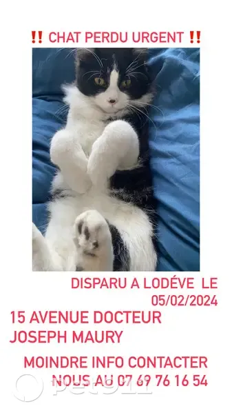 Chat noir/blanc perdu à Lodève - photo