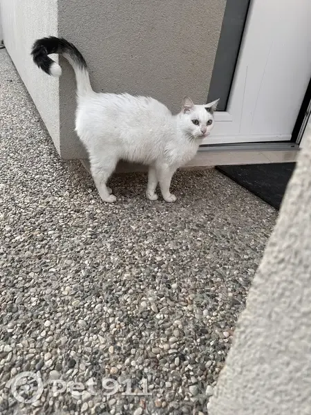 Chatte blanche/grise perdue - photo