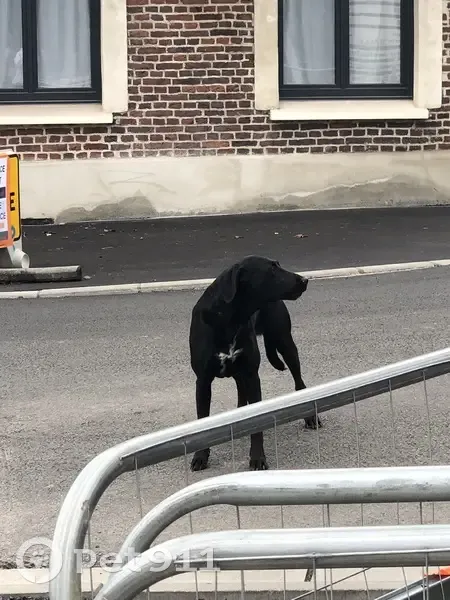 Chien noir craintif trouvé à Prouvy - photo