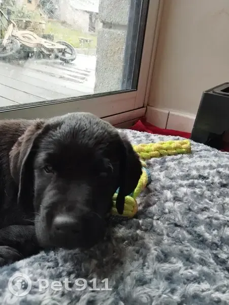 Labrador noir perdu à Martigné - photo