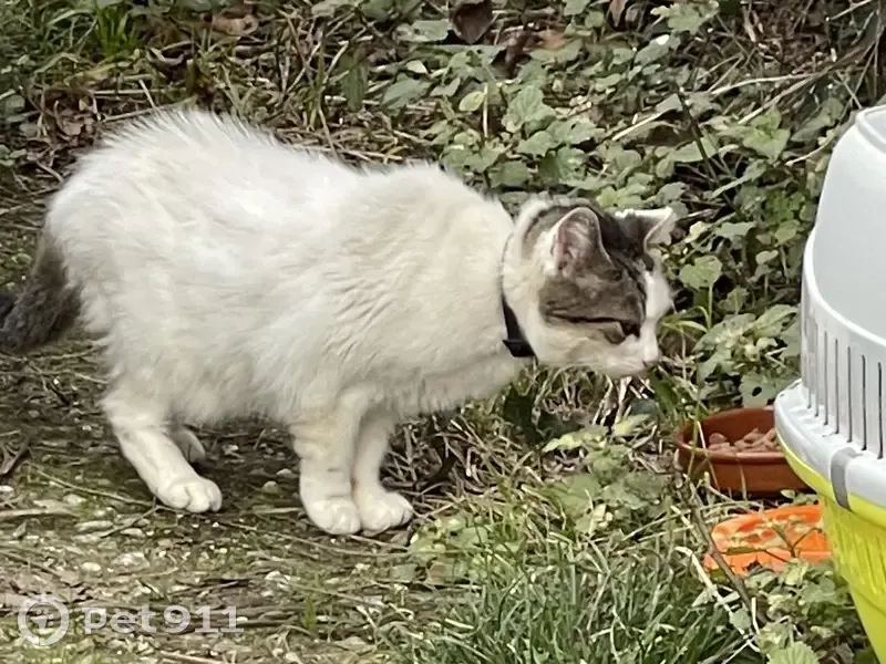 Chat errant au collier à Béhasque - photo