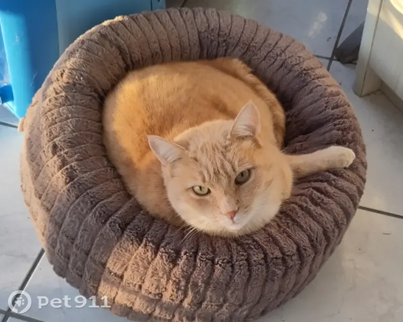 Chat roux perdu près de D763 - photo