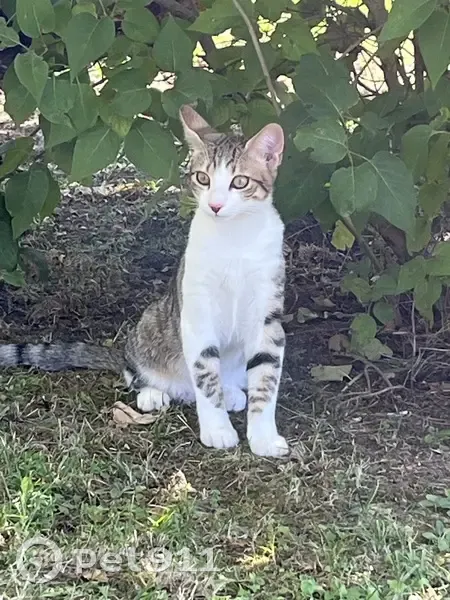 Chat gris-blanc perdu à St-Ciers - photo