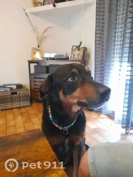 Beauceron de 12 ans perdu à St-Jean - photo