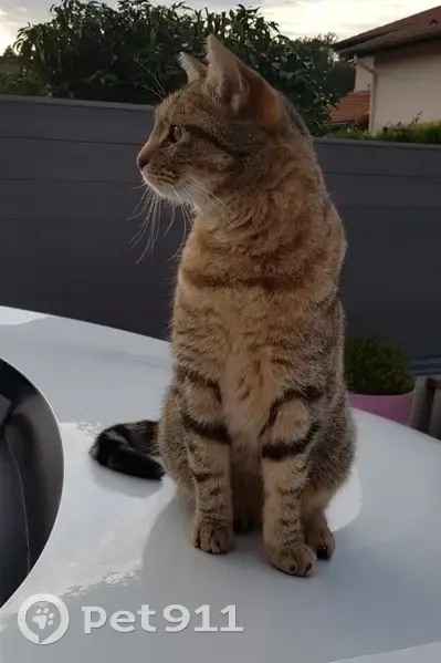 Sanka, chat tigré, disparu - photo