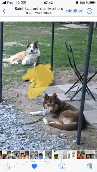 Alerte: Kiara et Pepsie échappées - photo