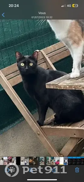 Chat noir George perdu à Cergy - photo