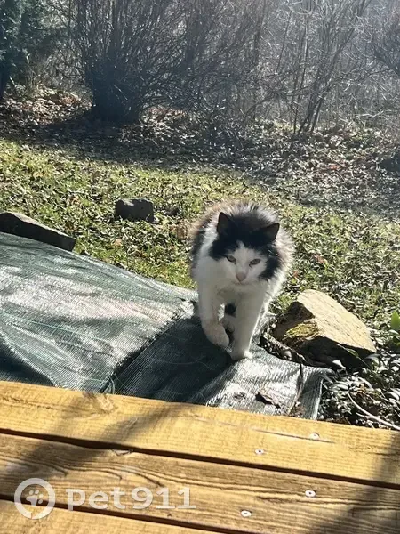 Chat noir et blanc perdu, affamé - photo