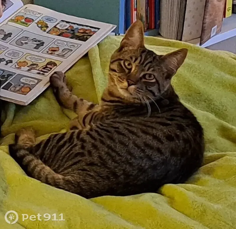 Chaton tigré perdu - Bréguières - photo