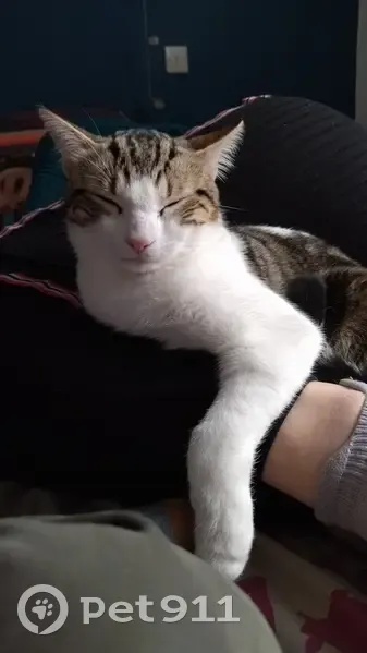 Chaton blanc/tigré perdu à Crazannes - photo