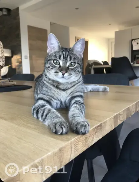 Chatte tigrée perdue à Menchhoffen - photo