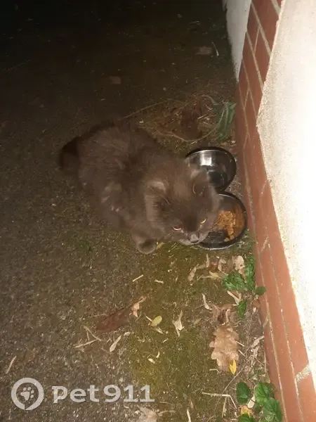 Chat gris collier trouvé à Maurens - photo