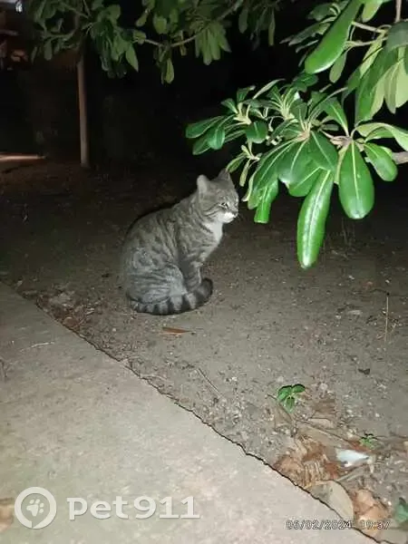 Chat perdu boulevard St-Jean - photo