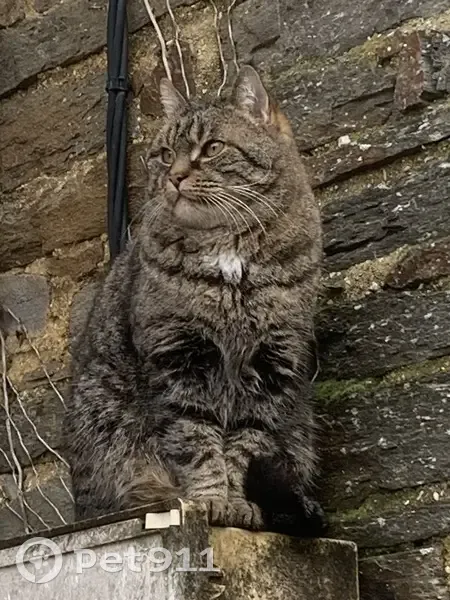 Chat Tigré Perdu - St Just - photo