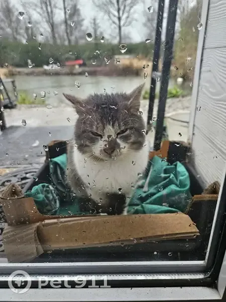 Chat affectueux trouvé à Fléchin - photo
